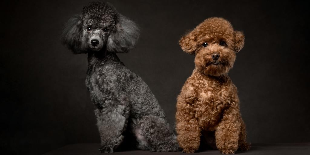 welpen Pudel sind beliebte Familienhunde, die für ihre Intelligenz, Loyalität und trainierbaren Fähigkeiten bekannt sind. Wenn Sie daran denken, einen Pudelwelpen zu kaufen, ist es wichtig, sich gründlich zu informieren und die richtige Planung zu treffen.